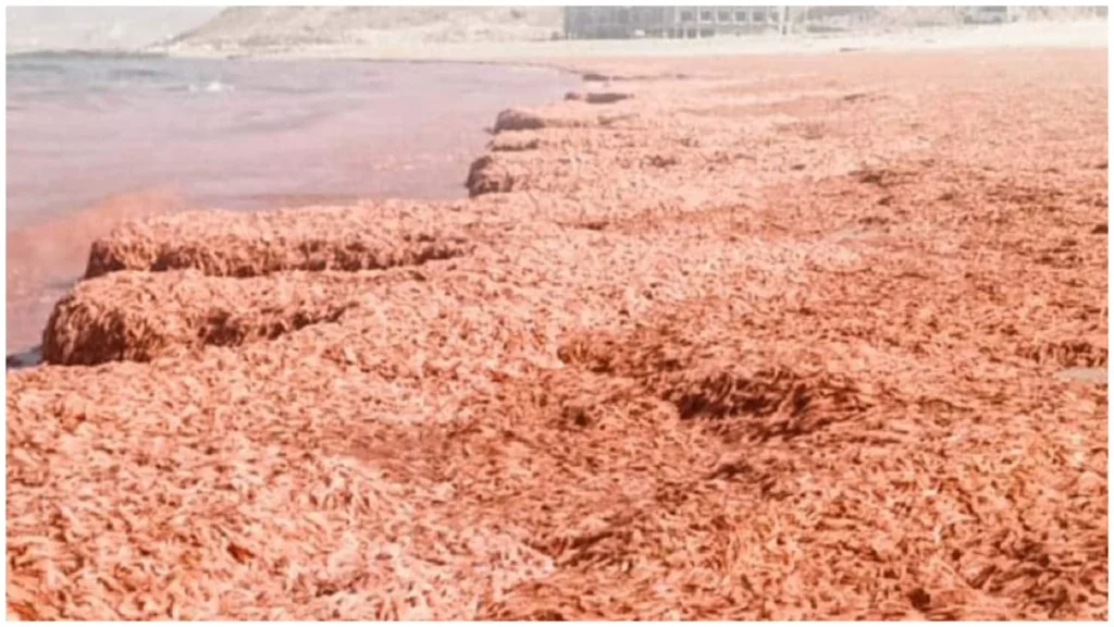 Oman dead shrimp alert