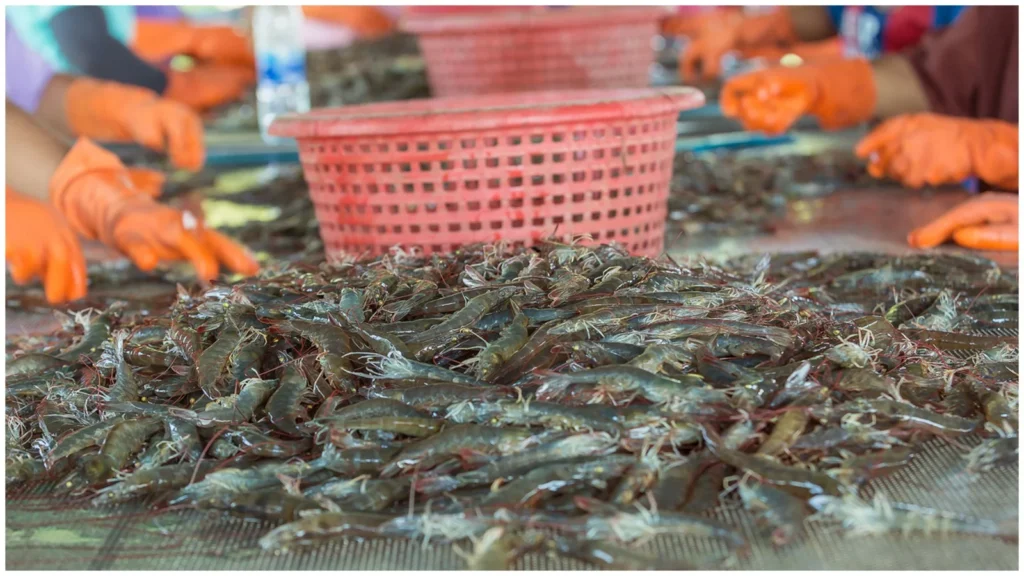 Oman dead shrimp alert