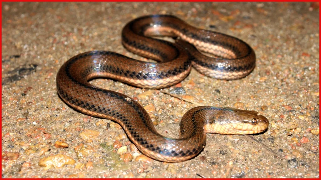 Thiruvananthapuram police parade snake video