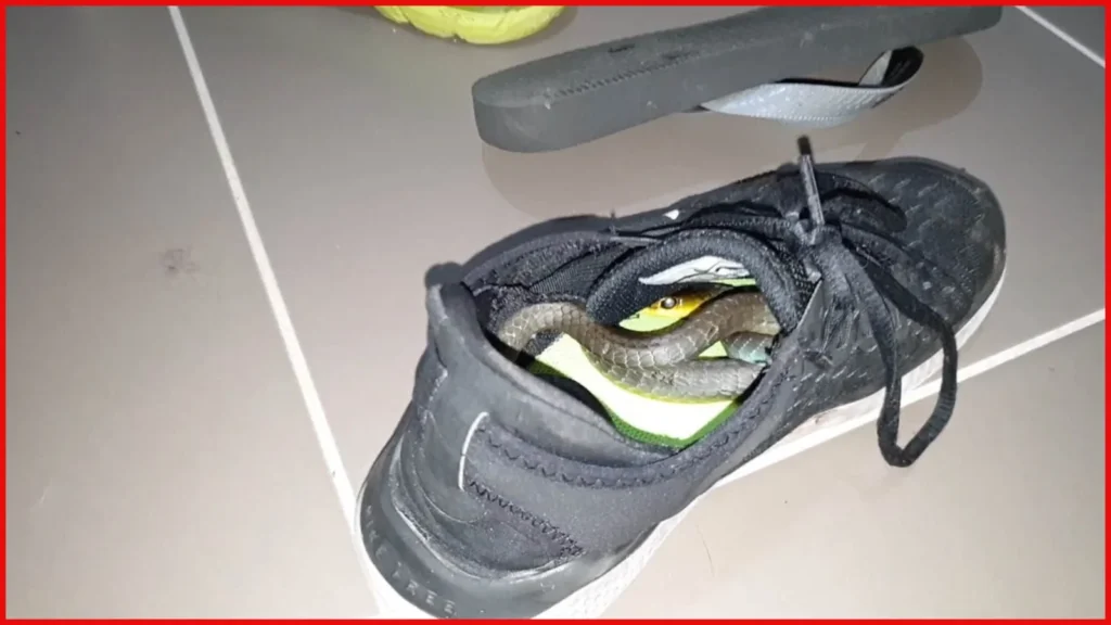 Thiruvananthapuram police parade snake video