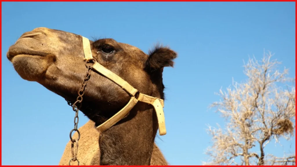 Camel attack Saudi Arabia