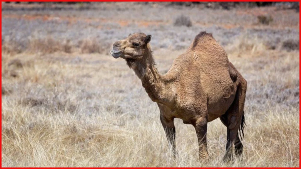 Camel attack Saudi Arabia