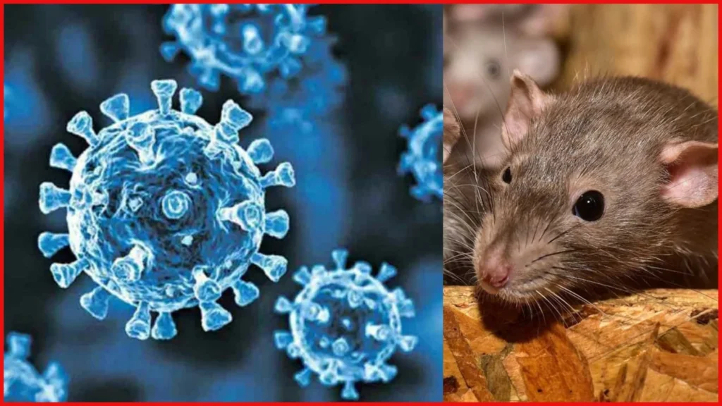 Hanta Virus Kuwait Update