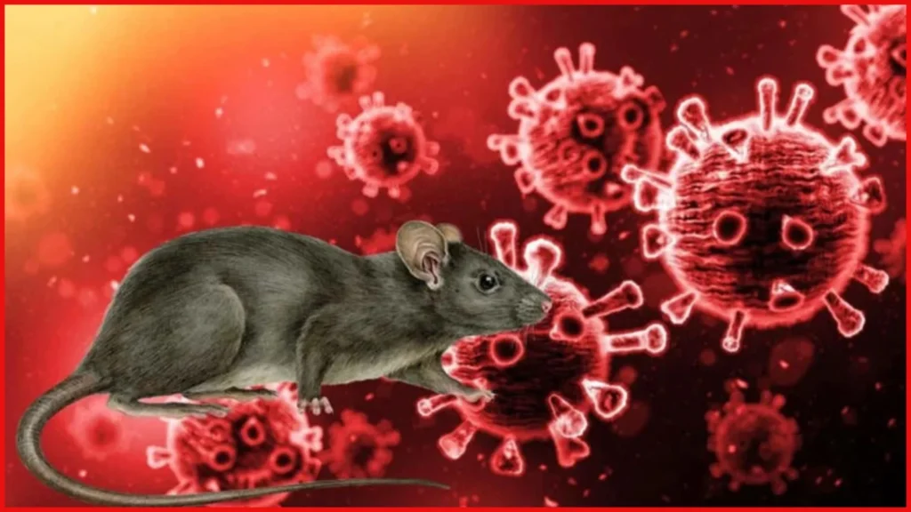 Hanta Virus Kuwait Update