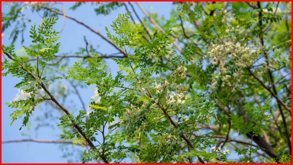 Moringa Ban in Australia