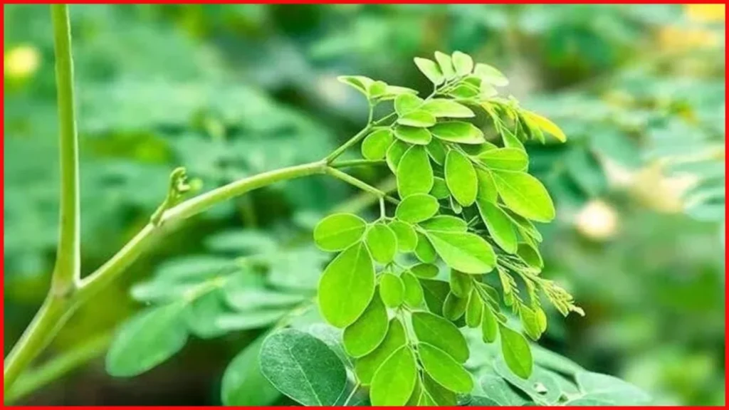 Moringa Ban in Australia
