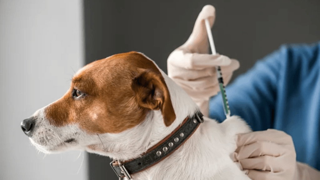 IATA pet in cabin guidelines