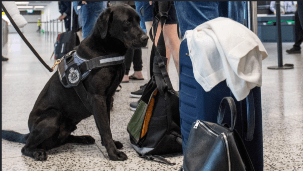 IATA pet in cabin guidelines