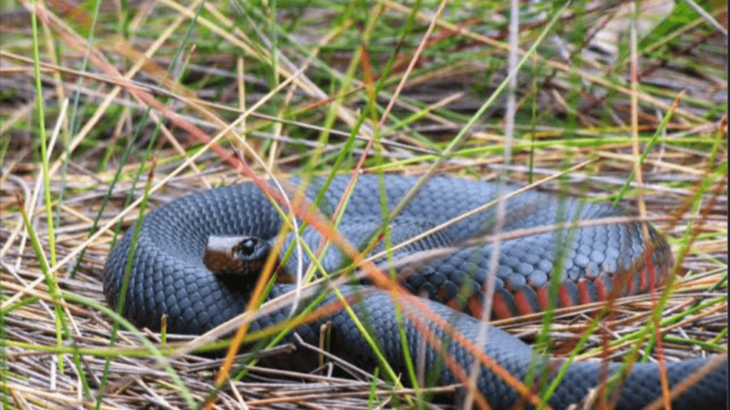 Oman snake photography regulations