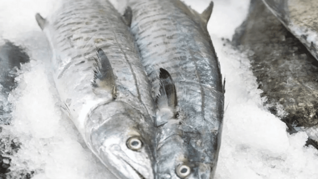 oman kingfish ban 2026