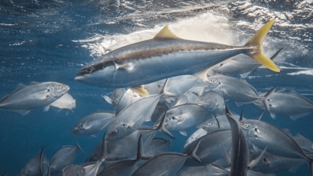 oman kingfish ban 2026