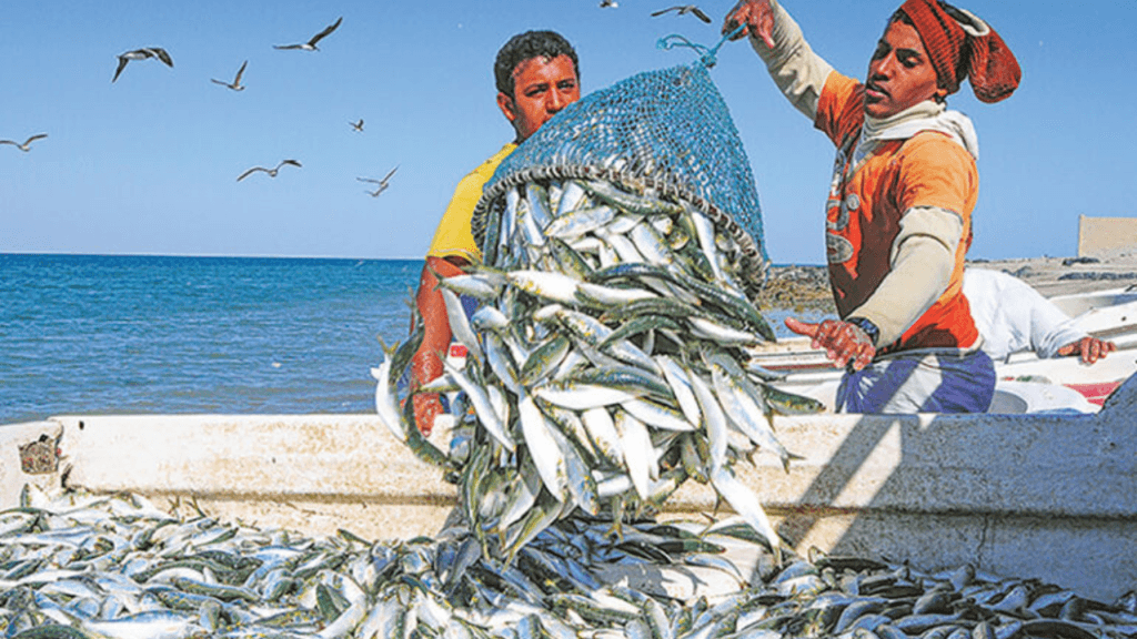 oman kingfish ban 2026