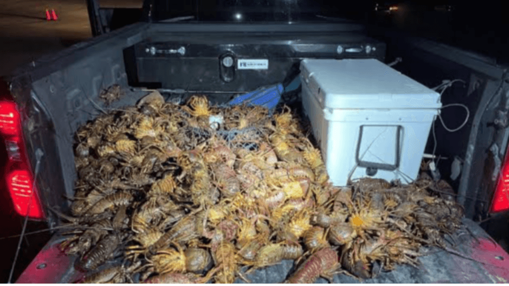 Fujairah illegal lobster traps