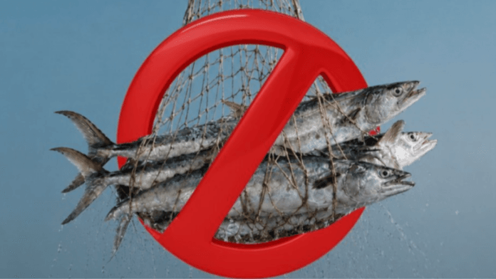 oman kingfish ban 2026