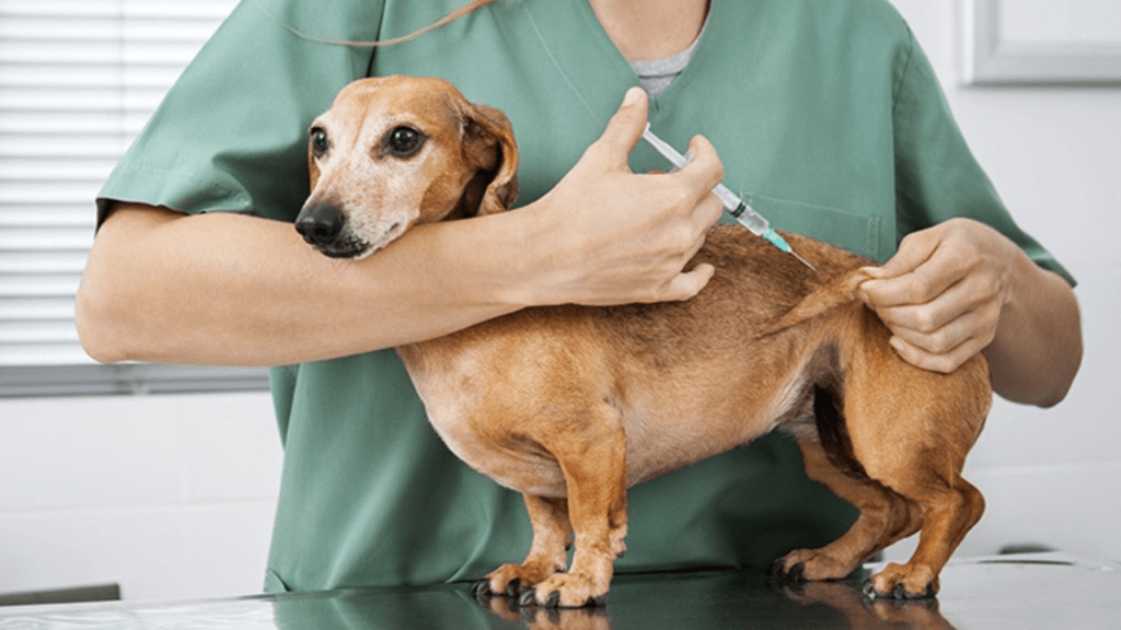 Qatar Pet Vaccination Law