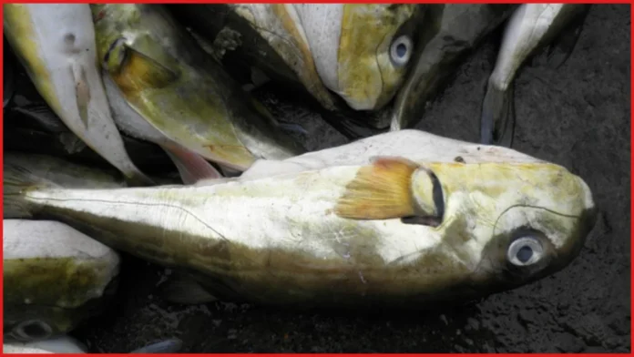 Oman Puffer Fish Warning