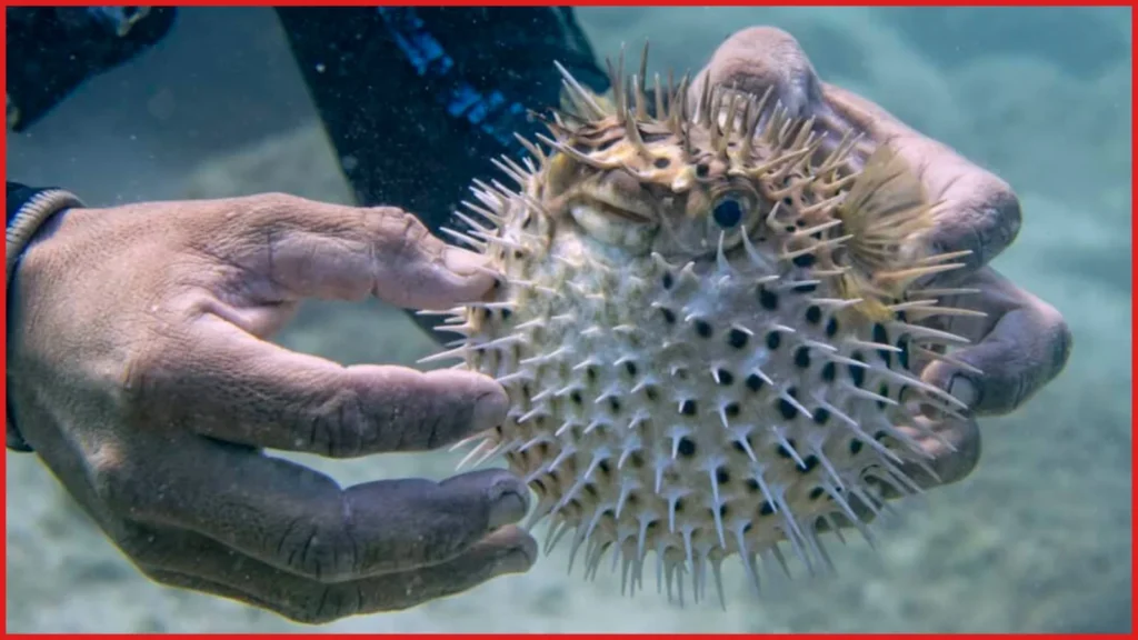 Oman Puffer Fish Warning