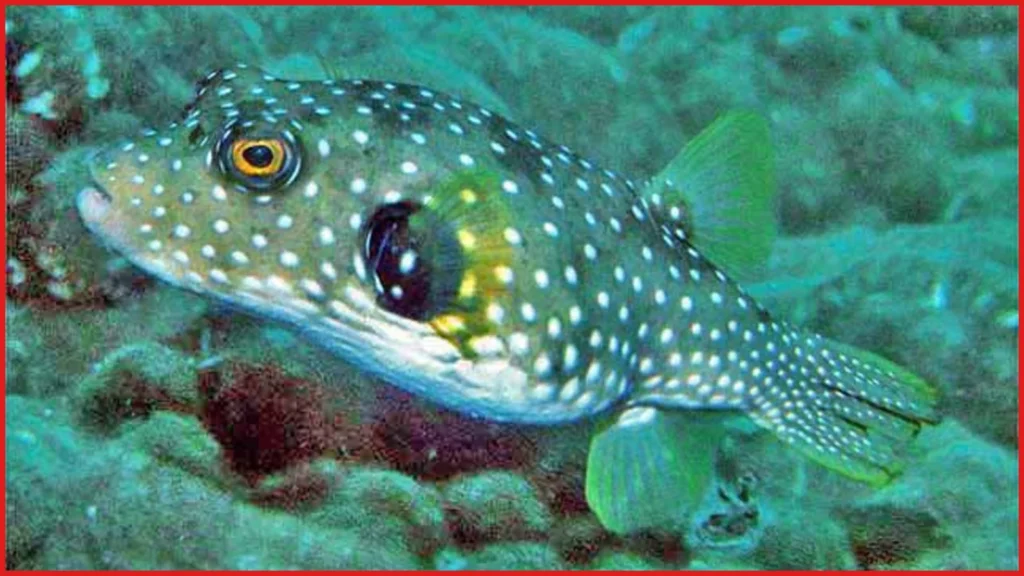 Oman Puffer Fish Warning