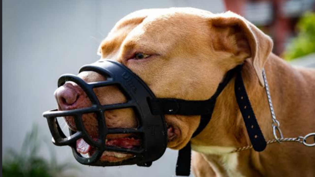 Kuwait New Dog Ownership Rules